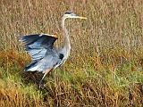 Great Blue Heron_32172